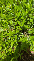 Myrtus communis