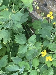 Chelidonium majus