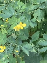 Chelidonium majus