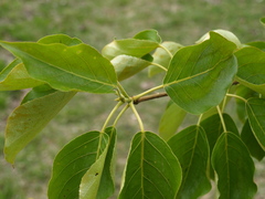 Populus maximowiczii × populus trichocarpa