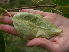 Populus maximowiczii × populus trichocarpa