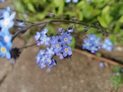 Myosotis