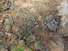 Bupleurum semicompositum