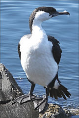 Phalacrocorax fuscescens