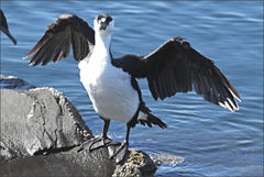 Phalacrocorax fuscescens