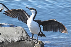 Phalacrocorax fuscescens