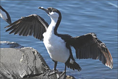 Phalacrocorax fuscescens