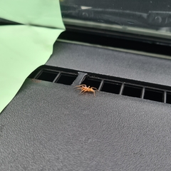 Araneae
