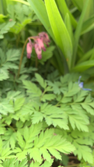 Dicentra eximia