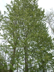 Populus maximowiczii × populus trichocarpa