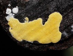 Trichoderma victoriense