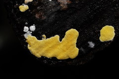 Trichoderma victoriense