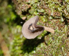 Helvella fibrosa