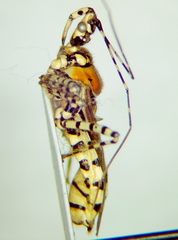 Pselliopus cosmopolites