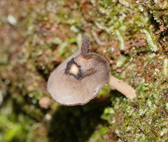 Helvella fibrosa