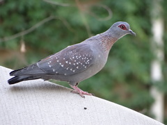 Columba guinea
