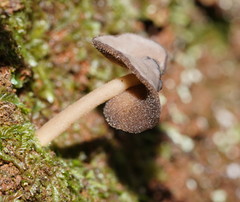 Helvella fibrosa