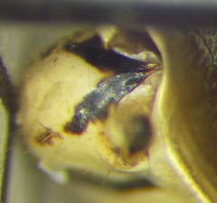 Pselliopus cosmopolites