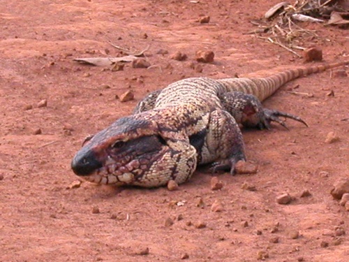 Yellow Tegu, Salvator duseni