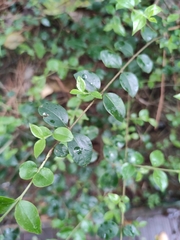 Rhamnus rosthornii