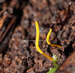 Clavulinopsis amoena
