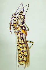 Pselliopus ventus