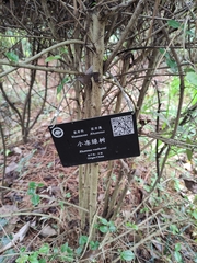 Rhamnus rosthornii