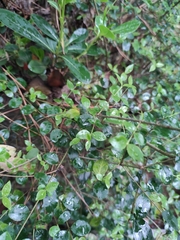 Rhamnus rosthornii