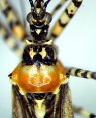 Pselliopus ventus