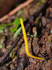 Clavulinopsis amoena