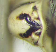 Pselliopus ventus