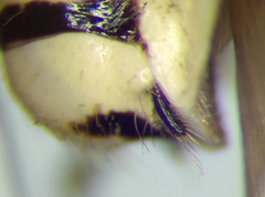 Pselliopus ventus