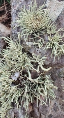 Ramalina cuspidata