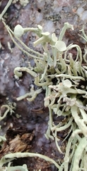 Ramalina cuspidata