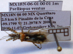 Pselliopus ventus