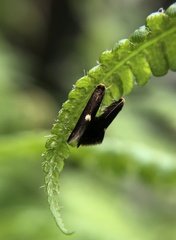 Psychoides filicivora