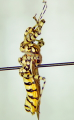Pselliopus zebra