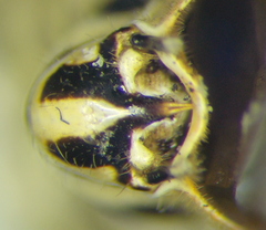 Pselliopus zebra