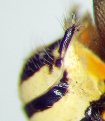 Pselliopus zebra