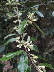 Elaeagnus magna