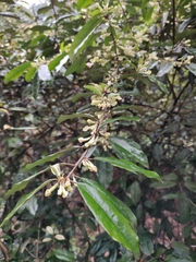 Elaeagnus magna