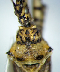 Pselliopus zebra