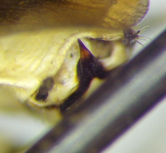 Pselliopus zebra