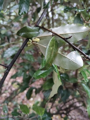 Elaeagnus magna