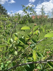 Amelanchier ovalis