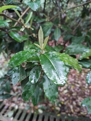 Elaeagnus magna