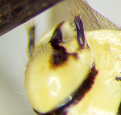 Pselliopus zebra