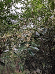Elaeagnus magna