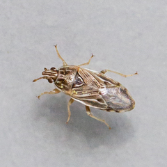 Holcocranum saturejae