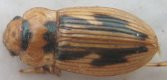 Bradybaenus opulentus